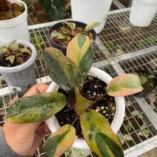 Philodendron Black Cardinal Variegated